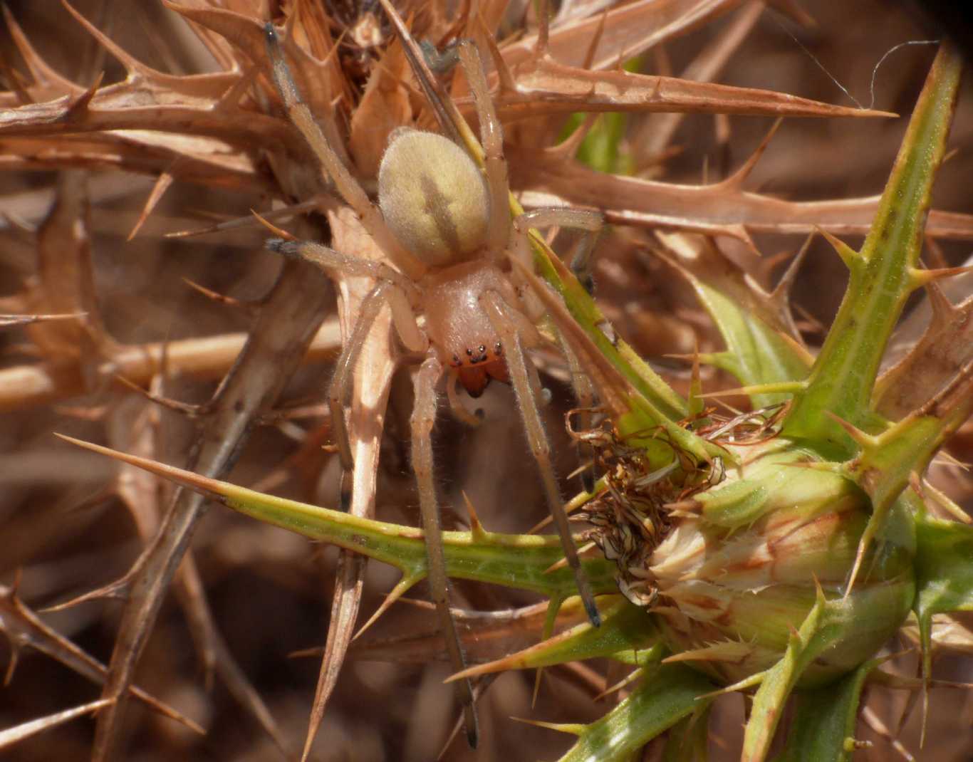 Cheiracanthium punctorium